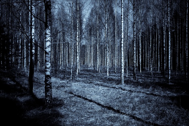 les, noc, děsivé, tajuplno
