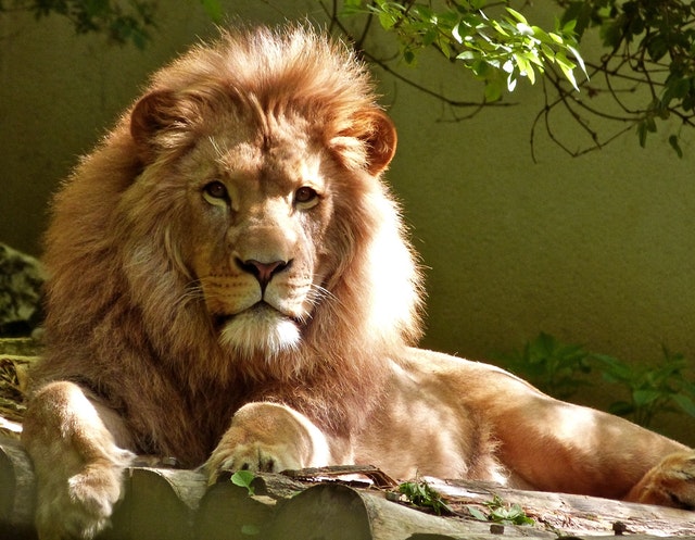 Lev africký